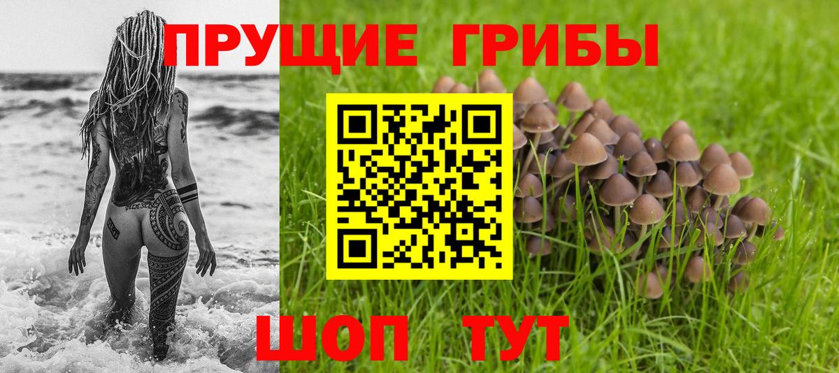 Псилоцибиновые грибы Psilocybine cubensis Приморско-Ахтарск